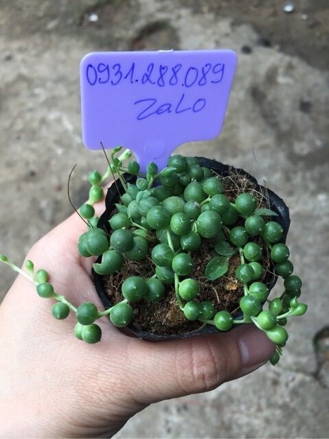 cây sen đá hạt ngọc tròn