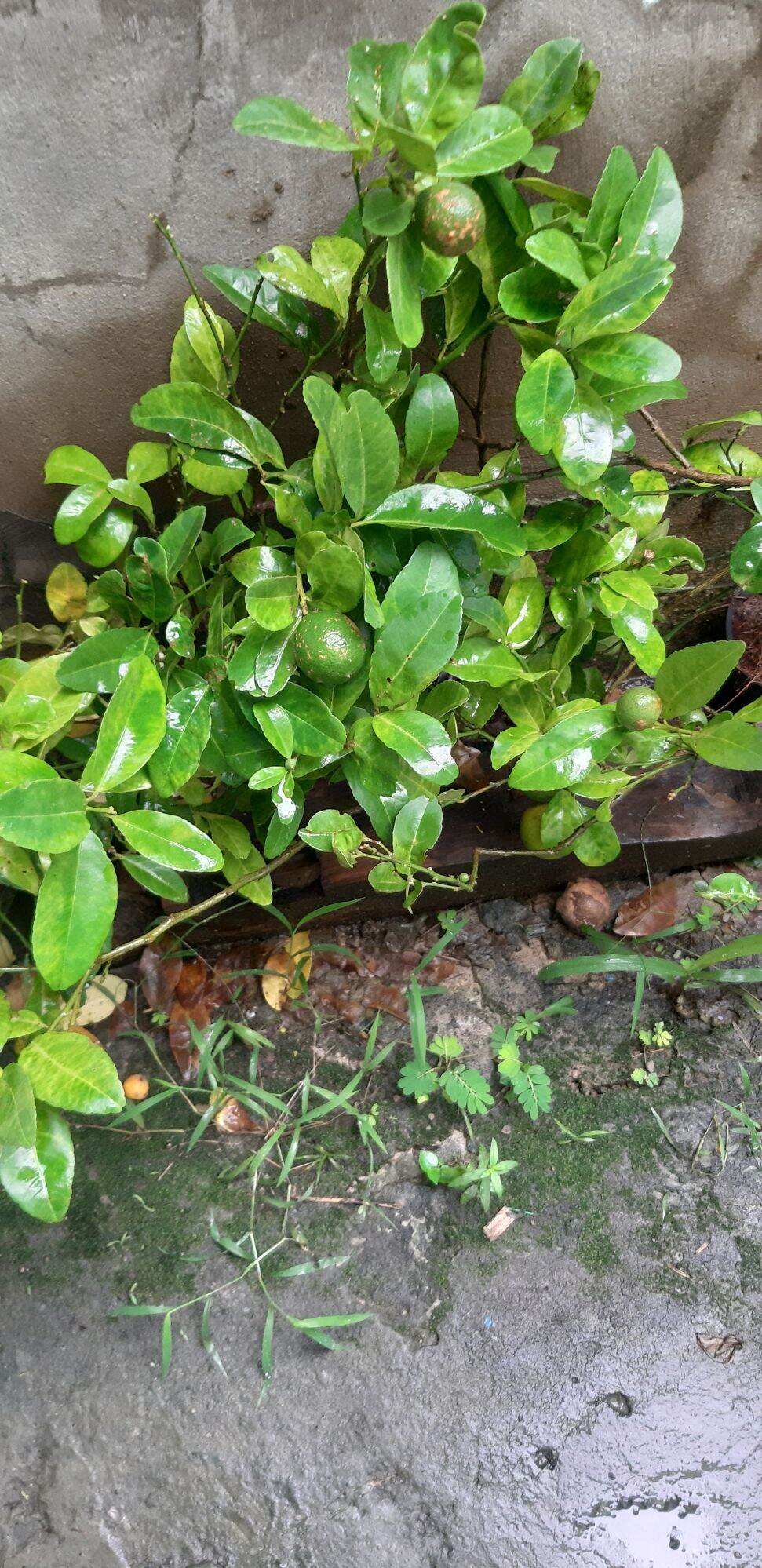 cây chanh tứ quý combo 2 cây ( đang trái)