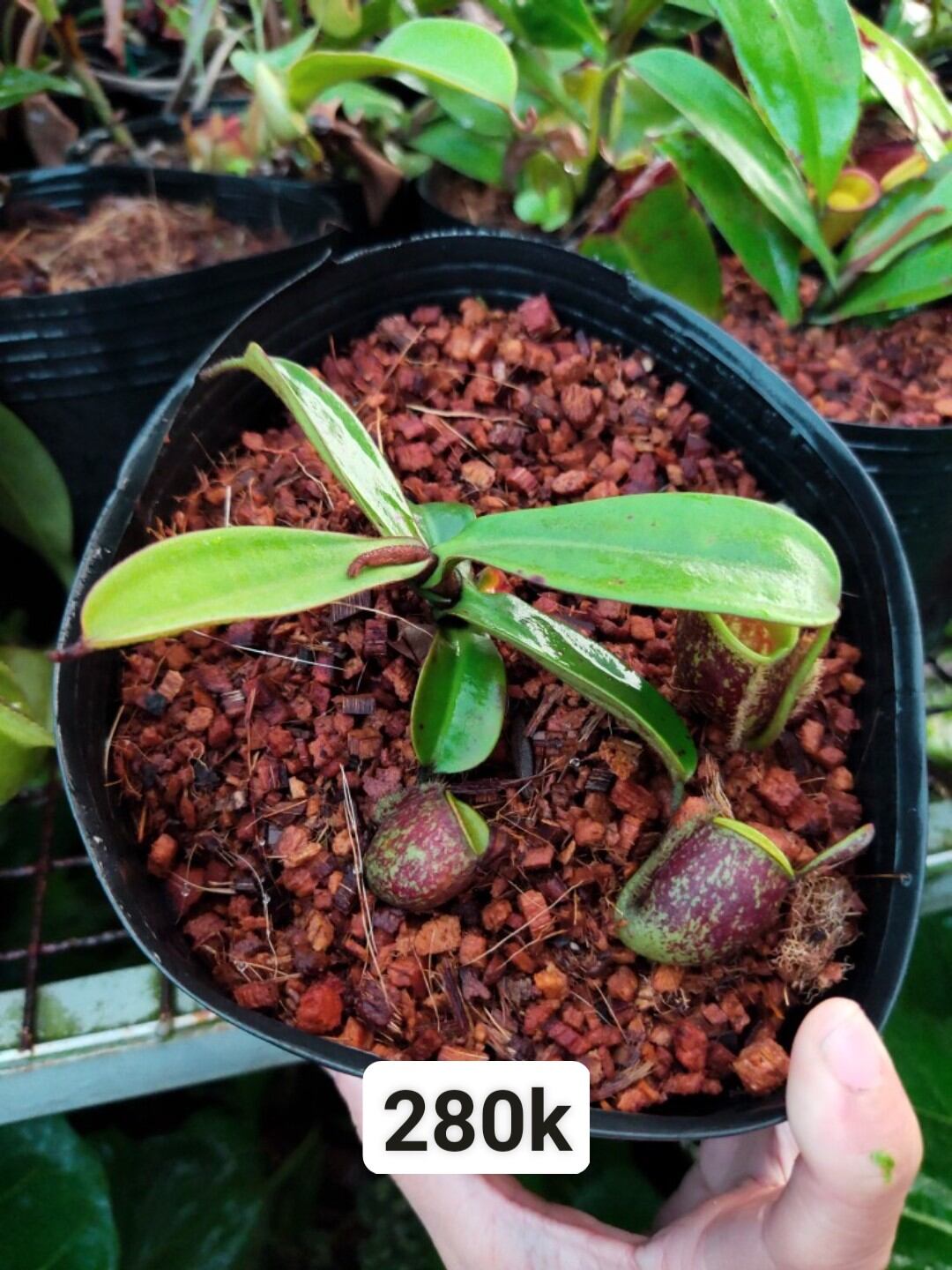 Nắp ấm Ampu các loại