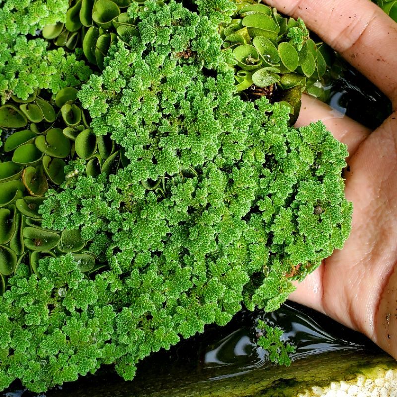 100g bèo hoa dâu mini thủy sinh dể nuôi