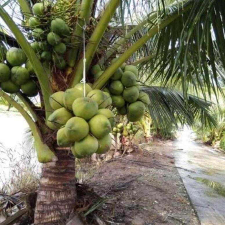 Cây giống dừa xiêm lùn xanh cây giống thuần chủng f1
