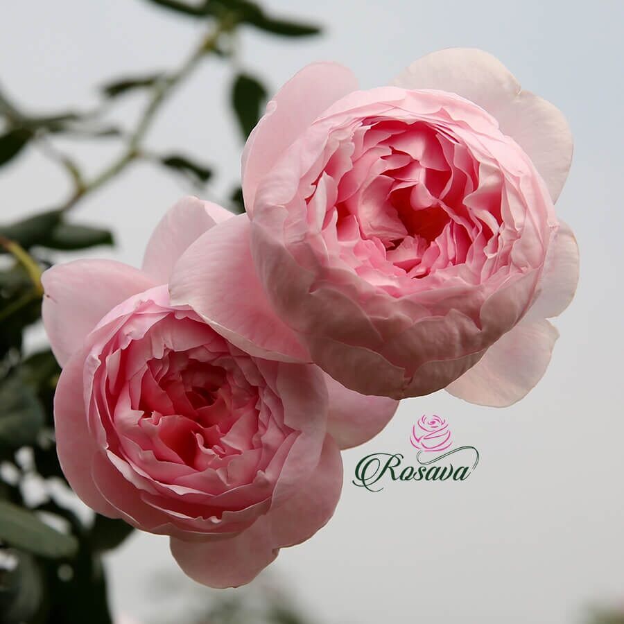 Hoa hồng Mon Coeur Rose - hồng leo, form hoa đẹp, hoa màu hồng