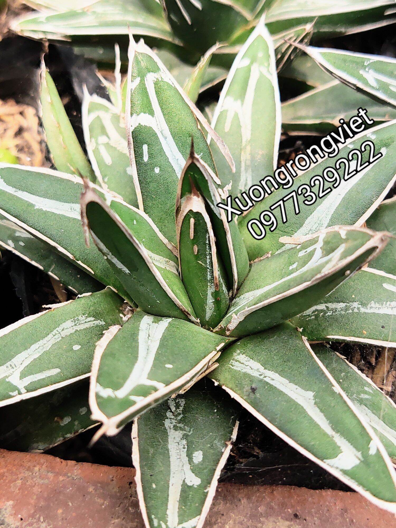 Dứa agave Victoria