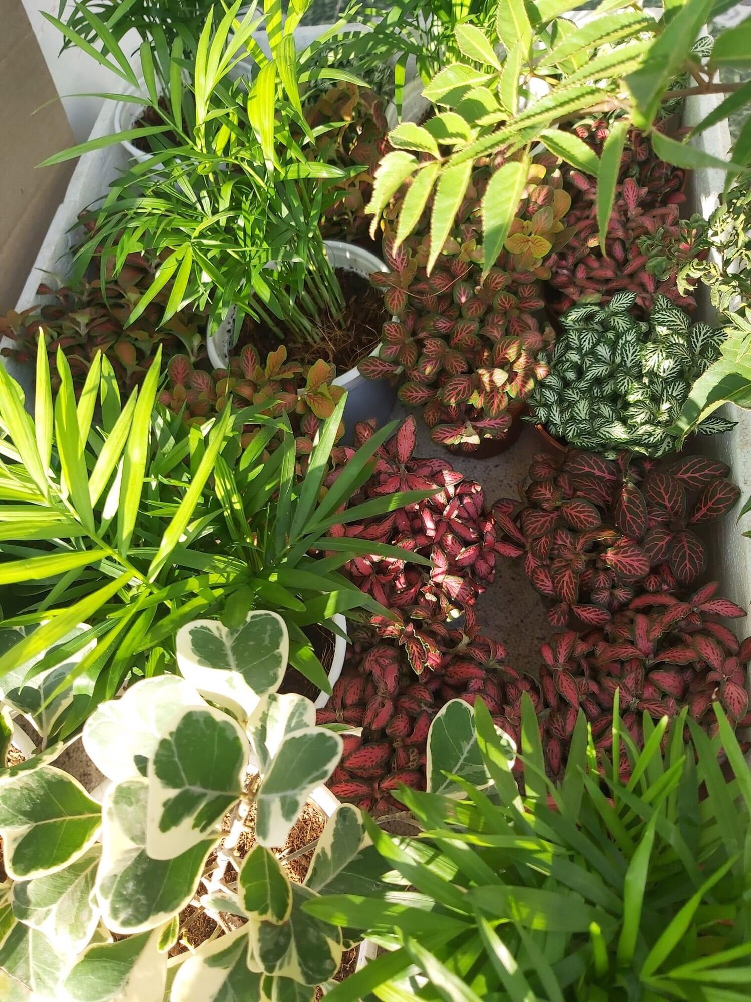 Chậu cau tiểu Trâm
