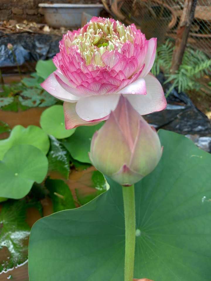 3 củ sen 3 màu