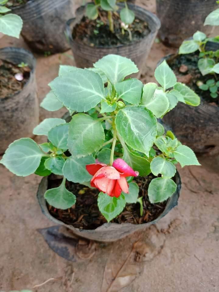cây hoa ngọc thảo xoắn kép