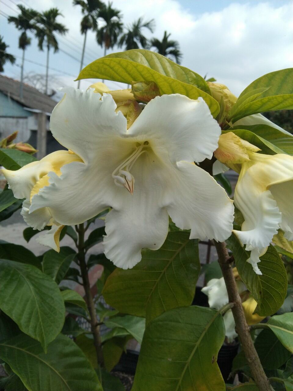 Cây Hoa Hoàng Hôn leo hoa thơm