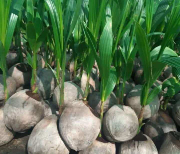 cây dừa xiêm bến tre 3 cây