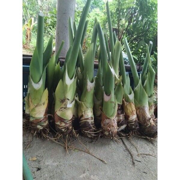 Cây/ Củ ráy voi