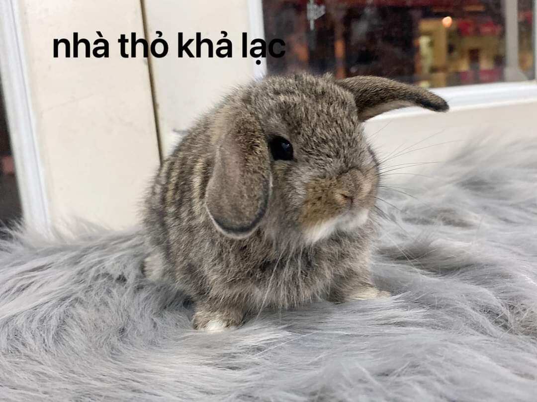 Cỏ Nén Jolly Crispy Rabbit Dành Cho Thỏ 1KG