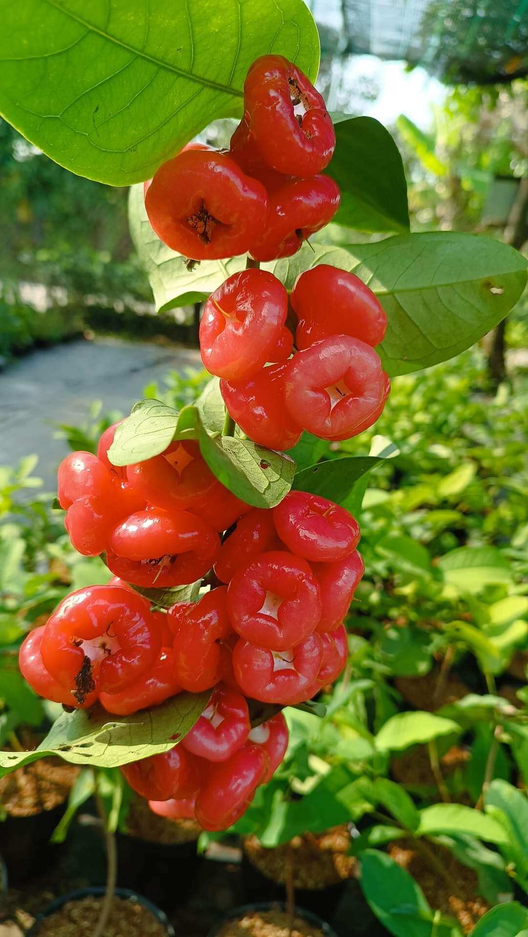 CÂY MẬN HOÀNG YẾN