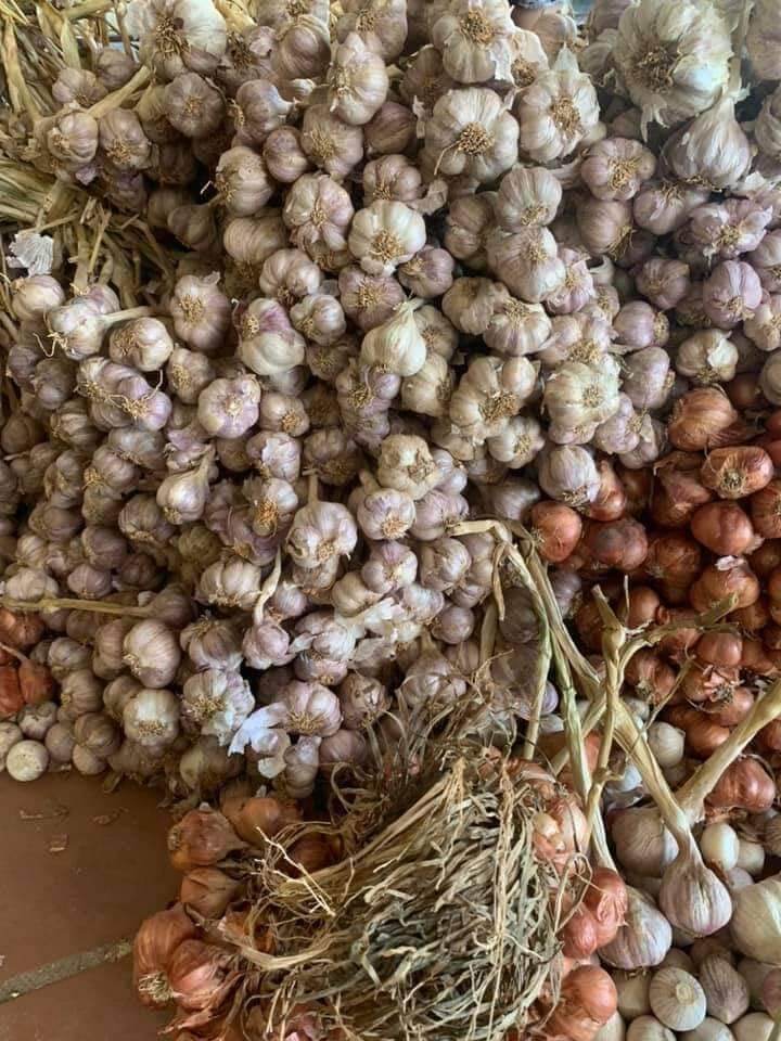 tỏi ta tía " kinh môn, hiệp hoà" 1kg/70k củ chắc đẹp 100%