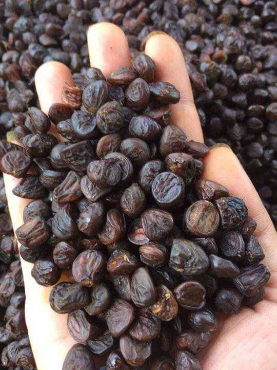 30 HẠT DỔI NẾP HOÀ BÌNH