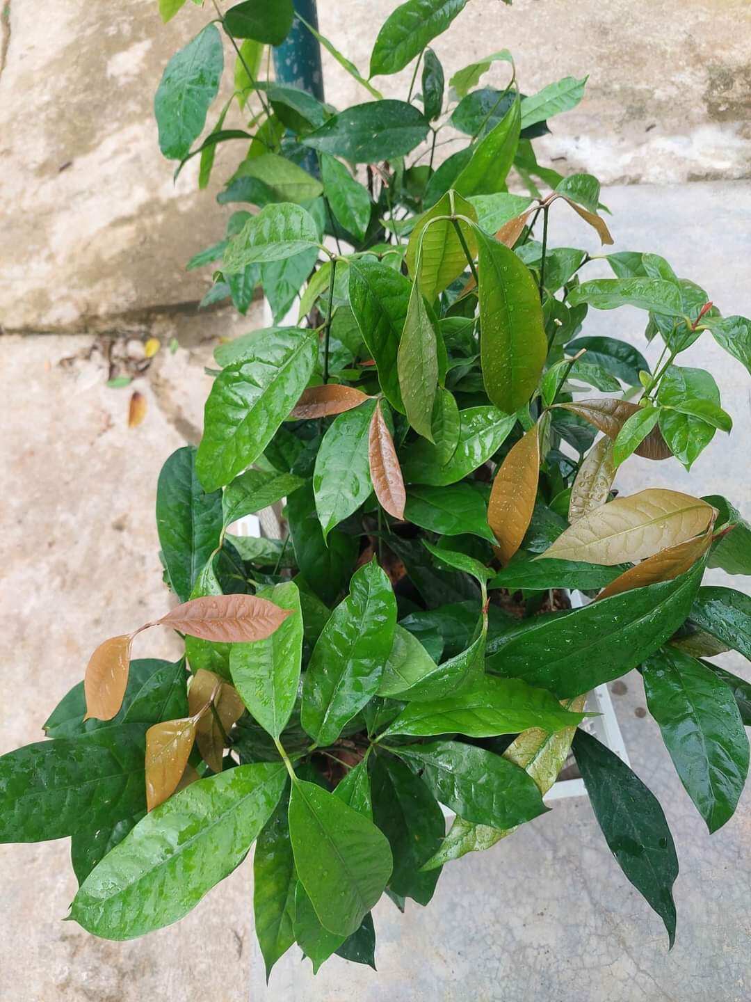 BẦU CÂY GIỐNG RAU BÉP RỪNG K'LONG