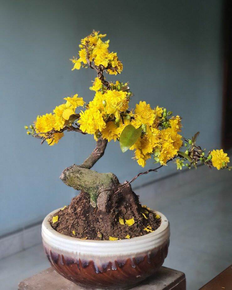 Mai Cúc Thọ Hương bonsai
