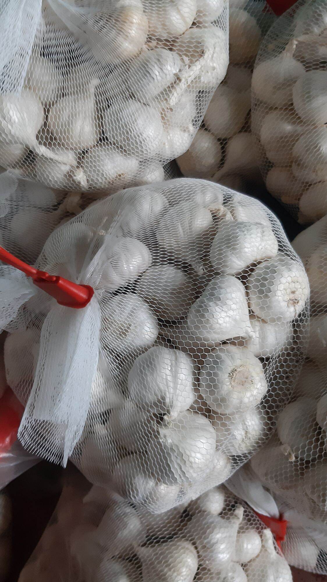 tỏi Phan Rang Ninh Thuận