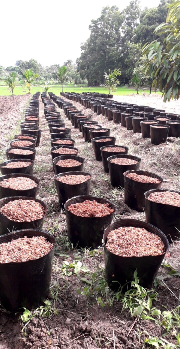 1kg bầu ươm cây 18.16(140 cái/kg)