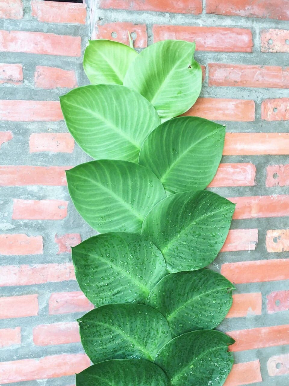 Cây Dây Kắt Kè Leo Tường