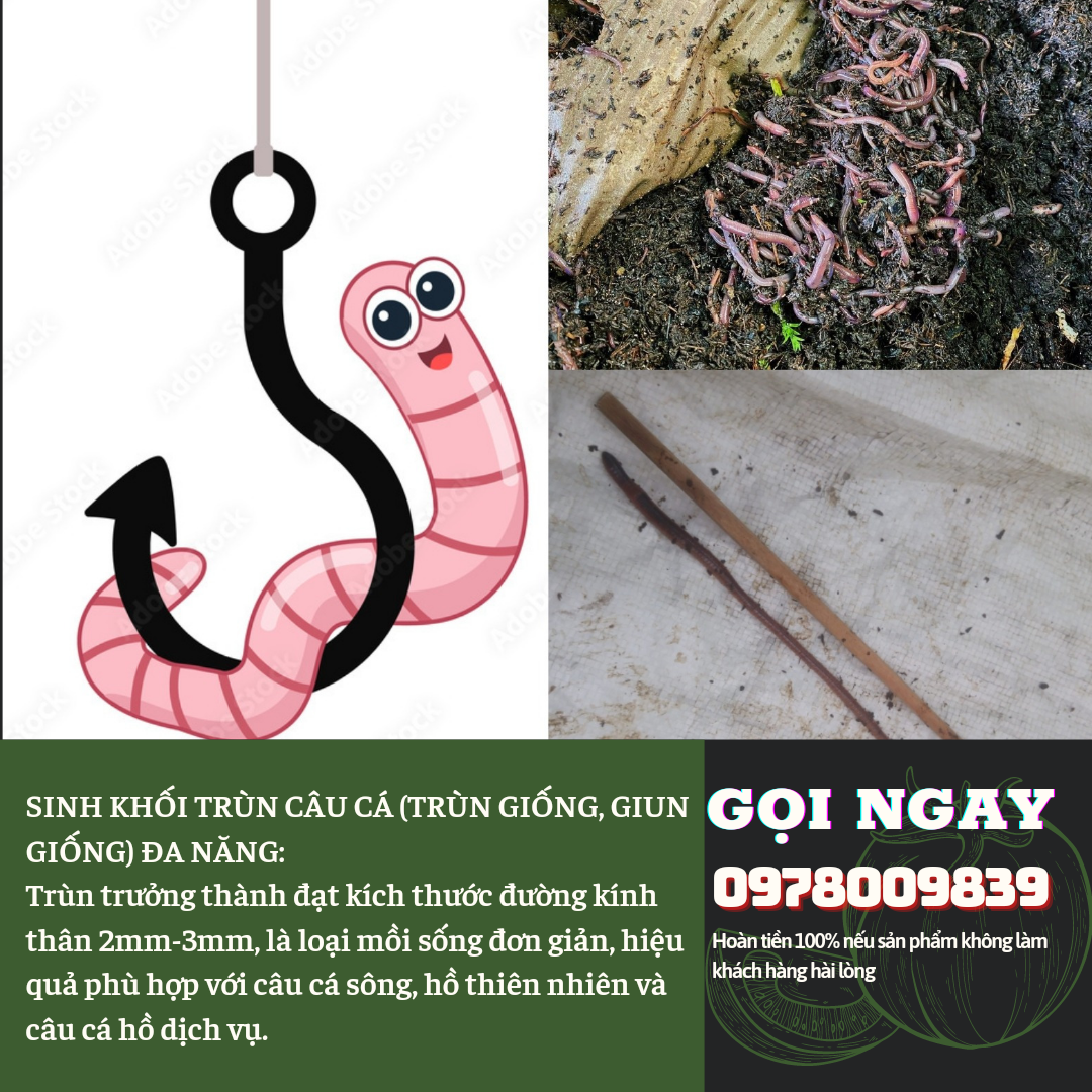 Sinh khối trùn câu cá đa năng: xử lý rác hữu cơ trong nhà