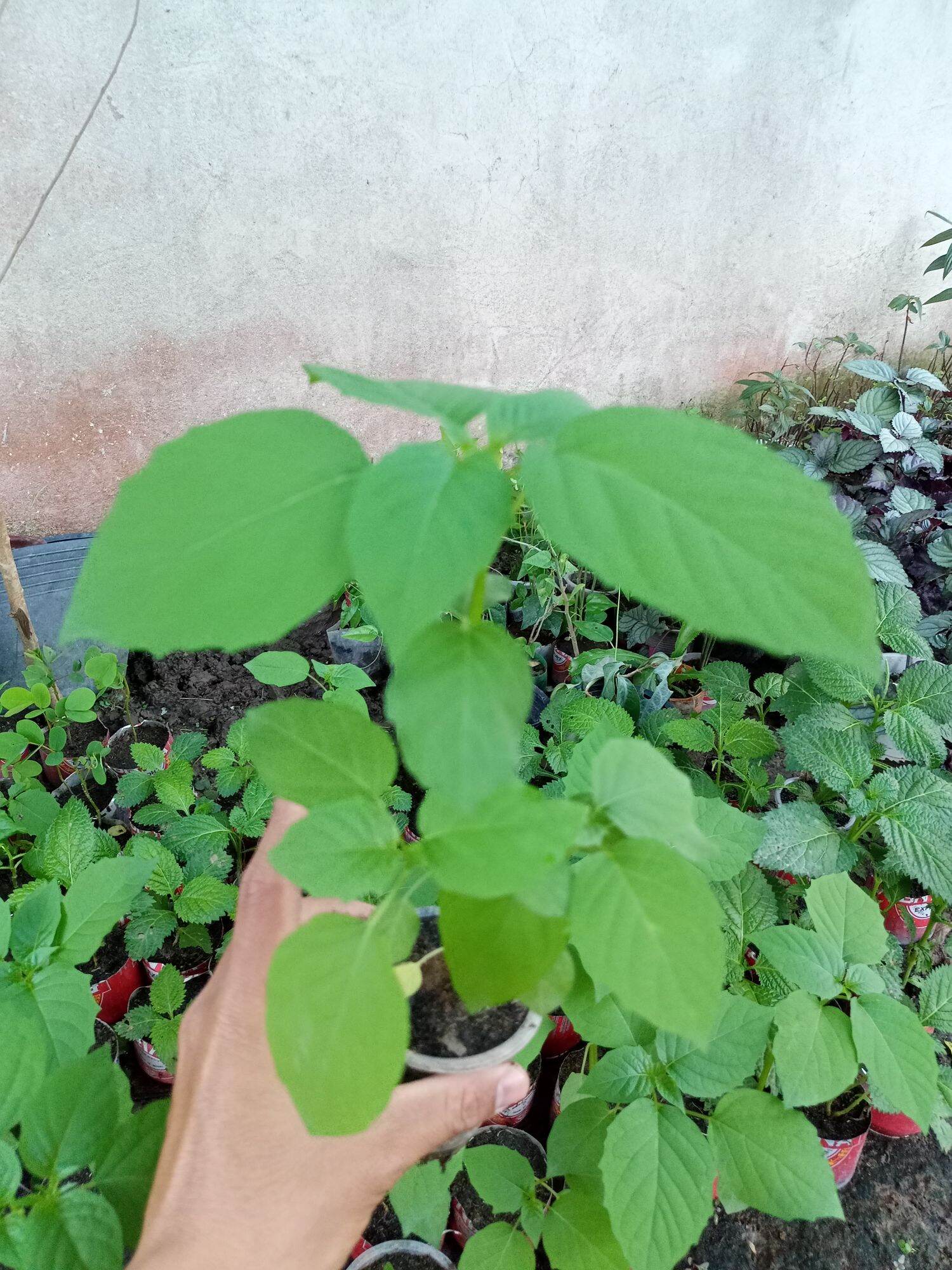 1 cây thù lù cây tầm bóp làm giống