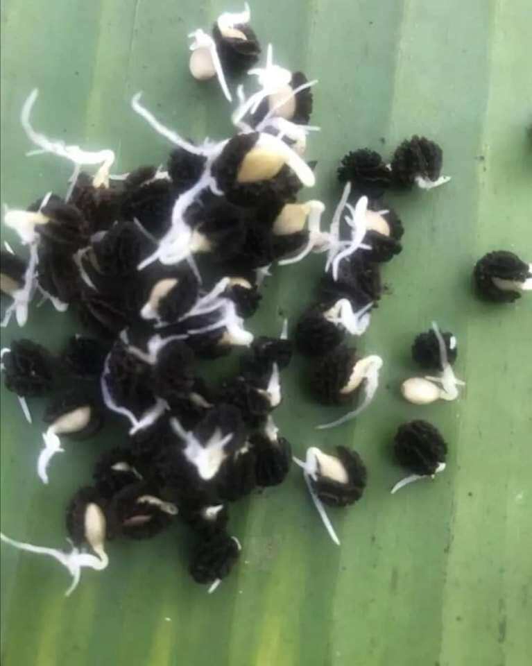 gói 100 hạt giống hoa đu đủ đực
