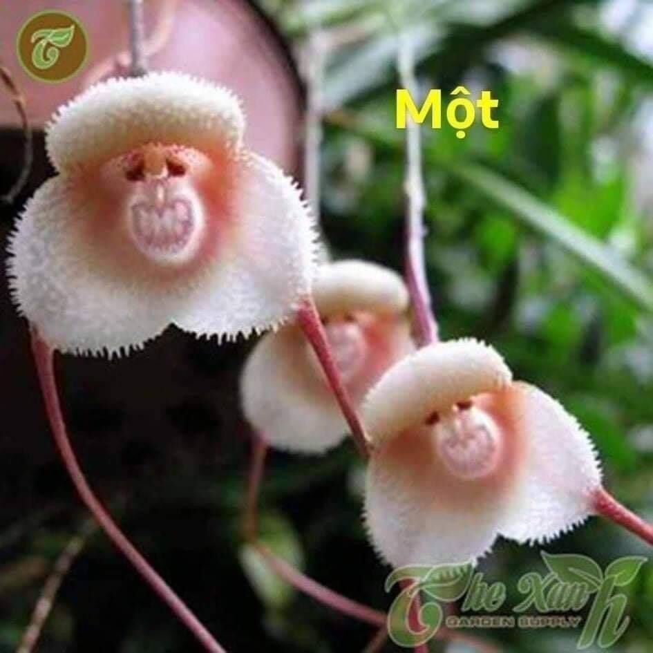 Hoa Lan mặt khỉ (1 cây) Hoa Tết