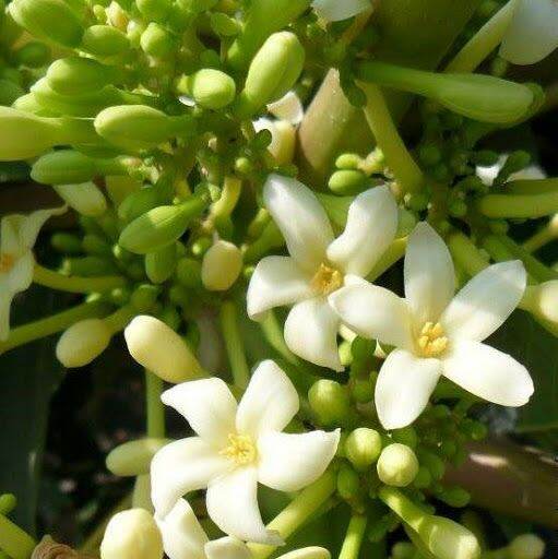 hoa đu đủ đực tươi,500g