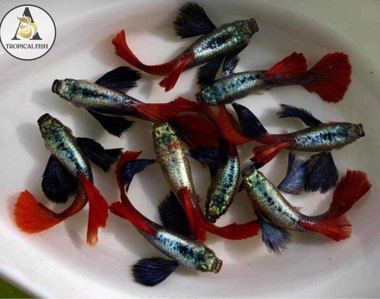 1 trống + 1 mái đẻ + 1 thức ăn Bảy màu Dumbo Redtail size sinh sản. Hoàn
