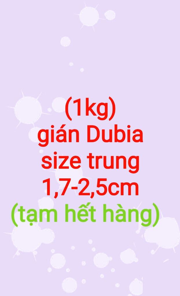 Gián dubia size trung 1,7 đến 2,5cm.