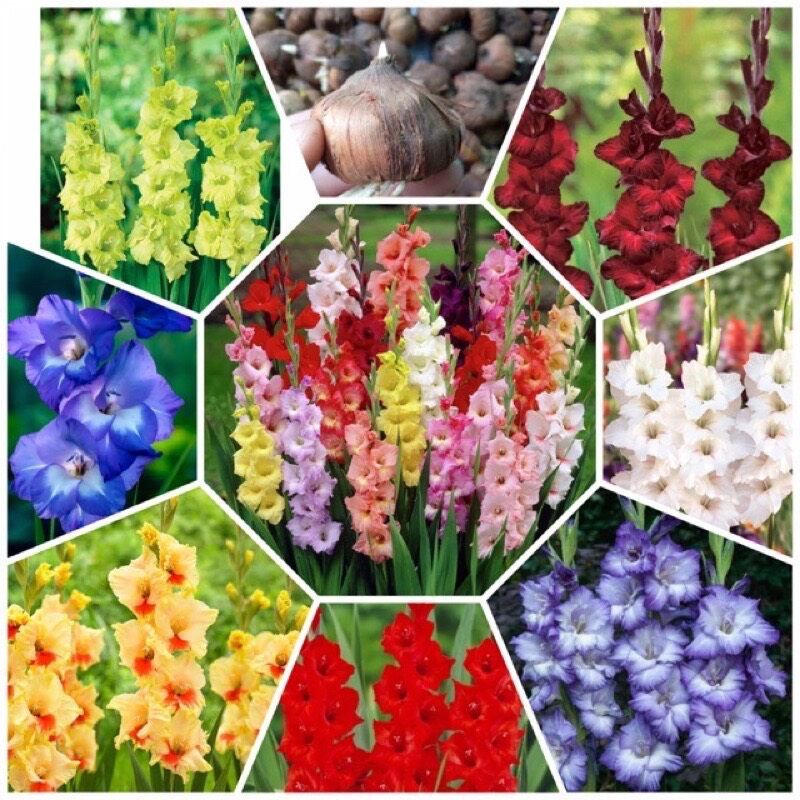 củ hoa lay ơn hoa nở tết 1 củ