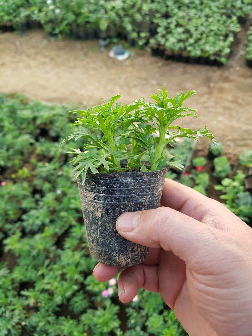 cúc hoạ mi thân gỗ (cây giống)
