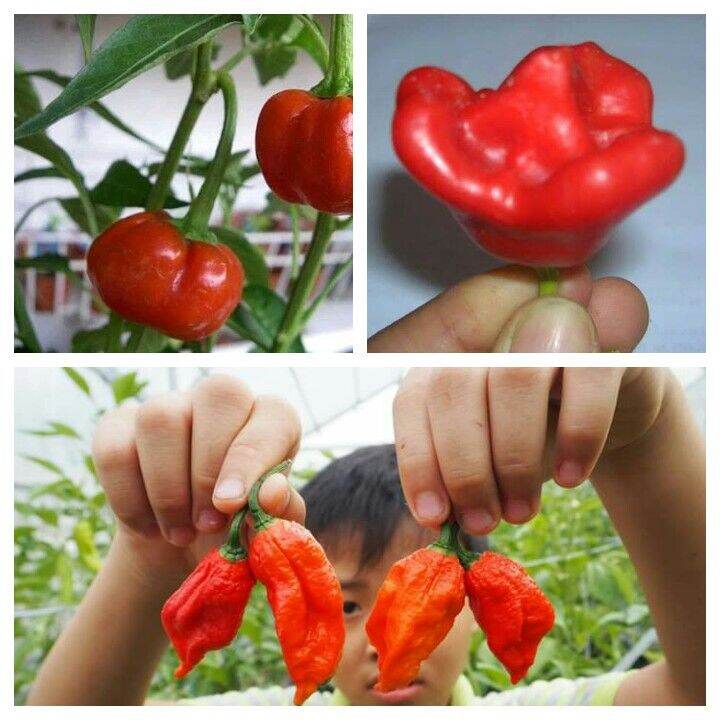 HẠT GIỐNG 10 LOẠI HẠT ỚT KIỂNG