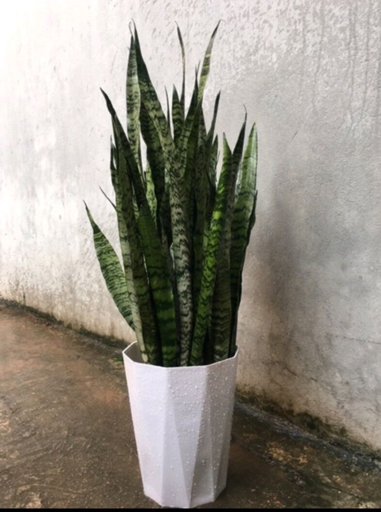Cây Lưỡi Hổ Xanh cao 20 - 50cm