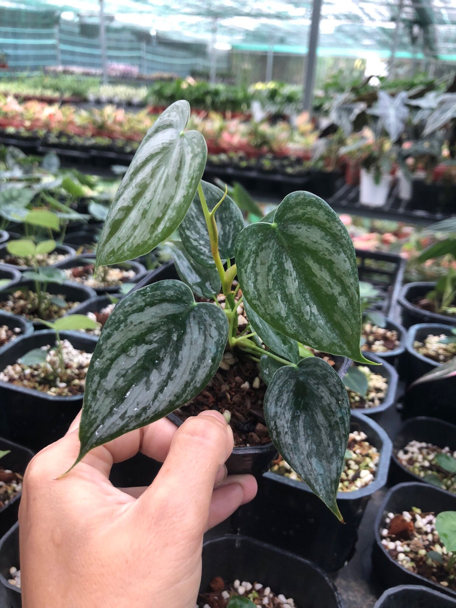 Philodendron Brandtianum