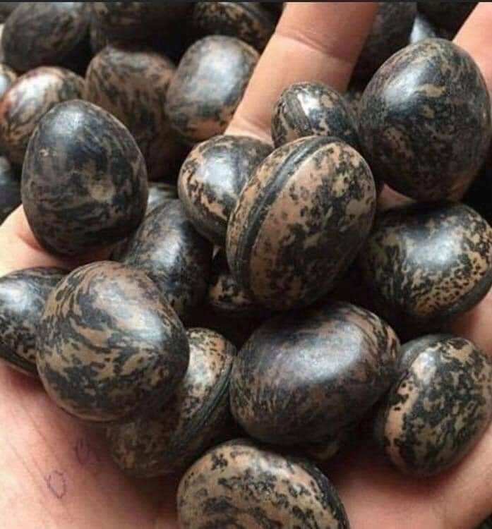 5 hạtđậu lào - đậu thần