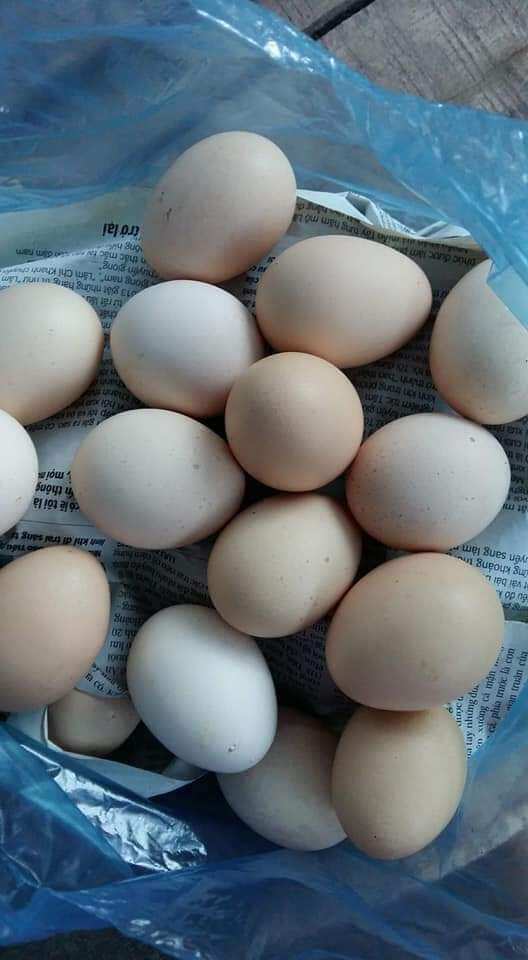 10 quả trứng gà ta ăn hoặc ấp được