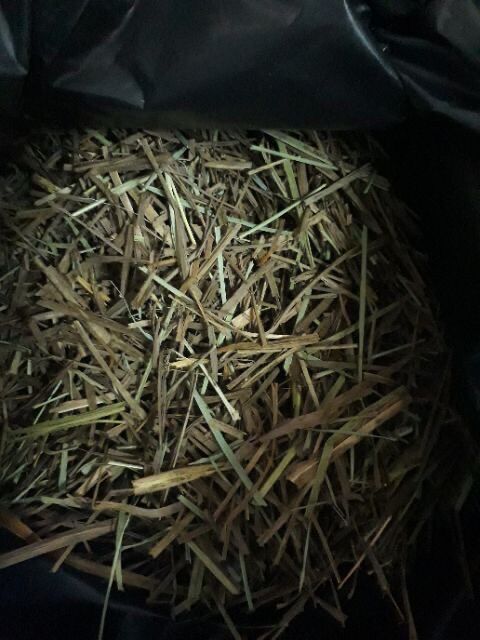 CỎ MẦN TRẦU KHÔ 100G