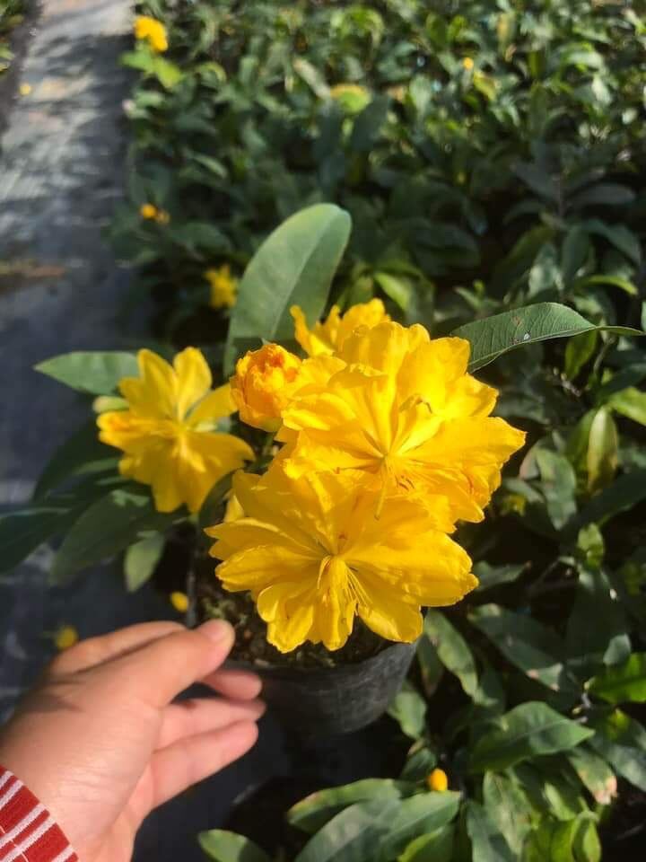 Cây Mai vàng Đại Lộc  ( cao 30-50cm )
