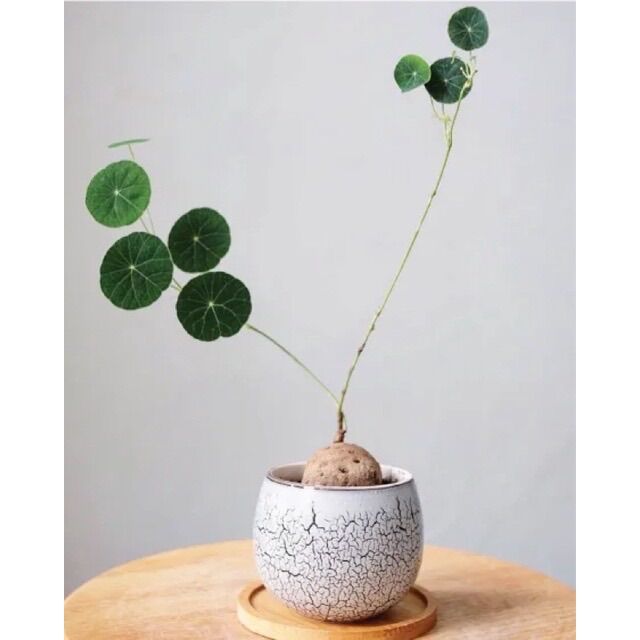 Củ bình vôi Thái