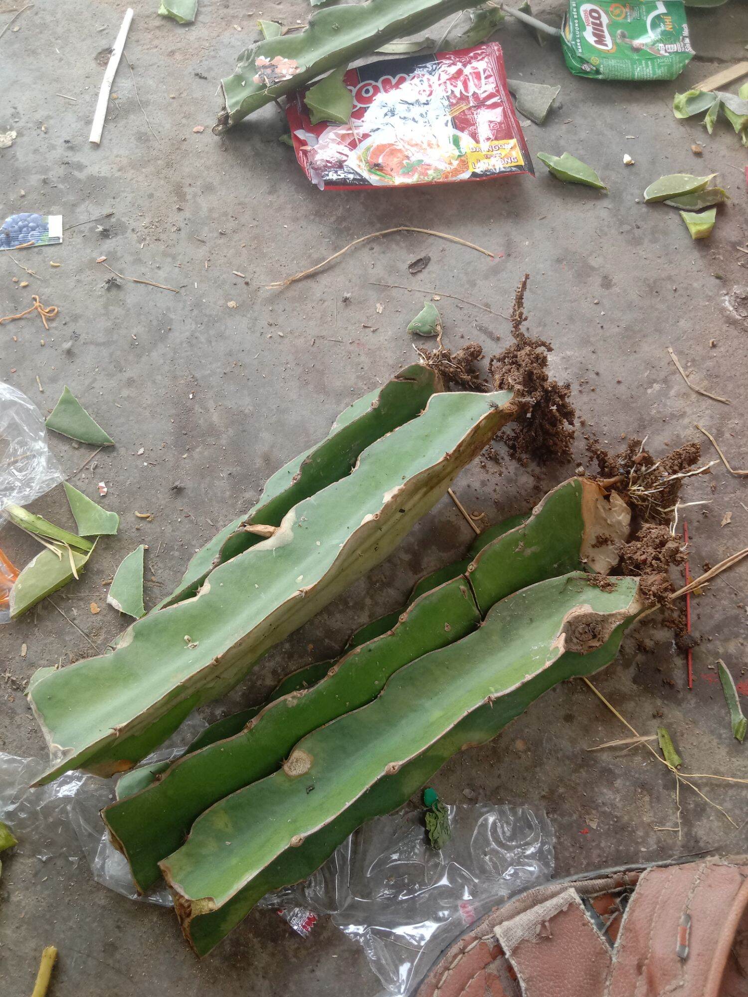 2 cây thanh long ruột đỏ có rễ bầu đất