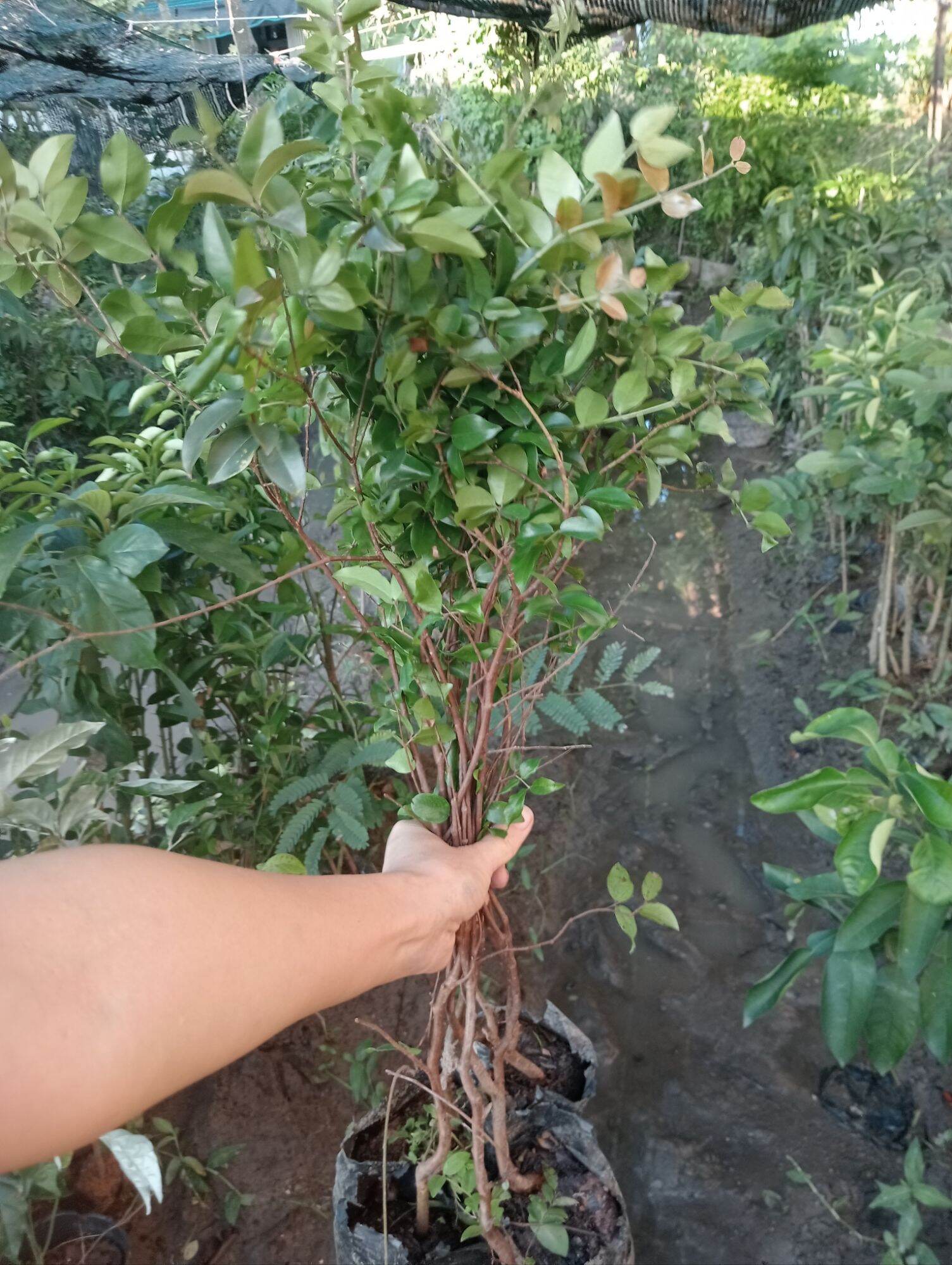 Cây nho thân gỗ tứ quý