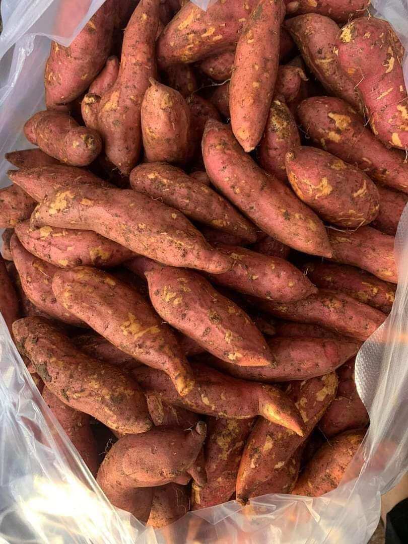 1Ki KHOAI LANG MẬT TÀ NUNG