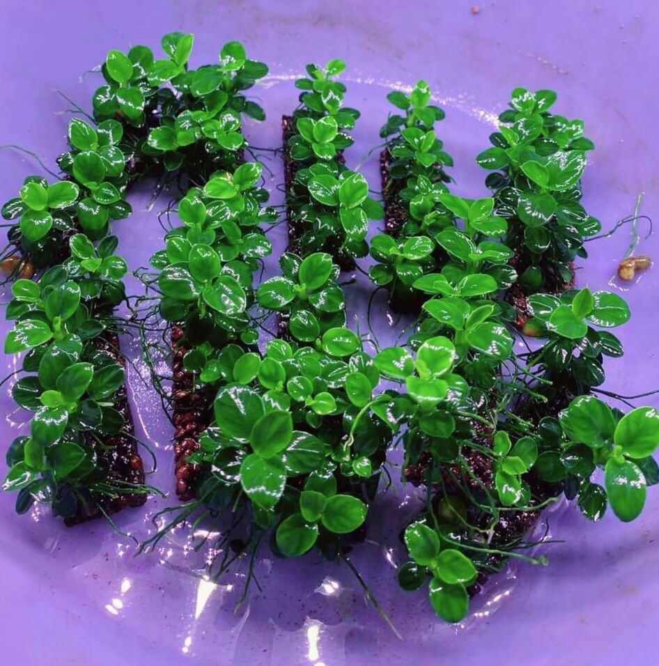 Ráy Nana Petite Sing form lá nhỏ tròn đẹp (Ngọn lẻ)