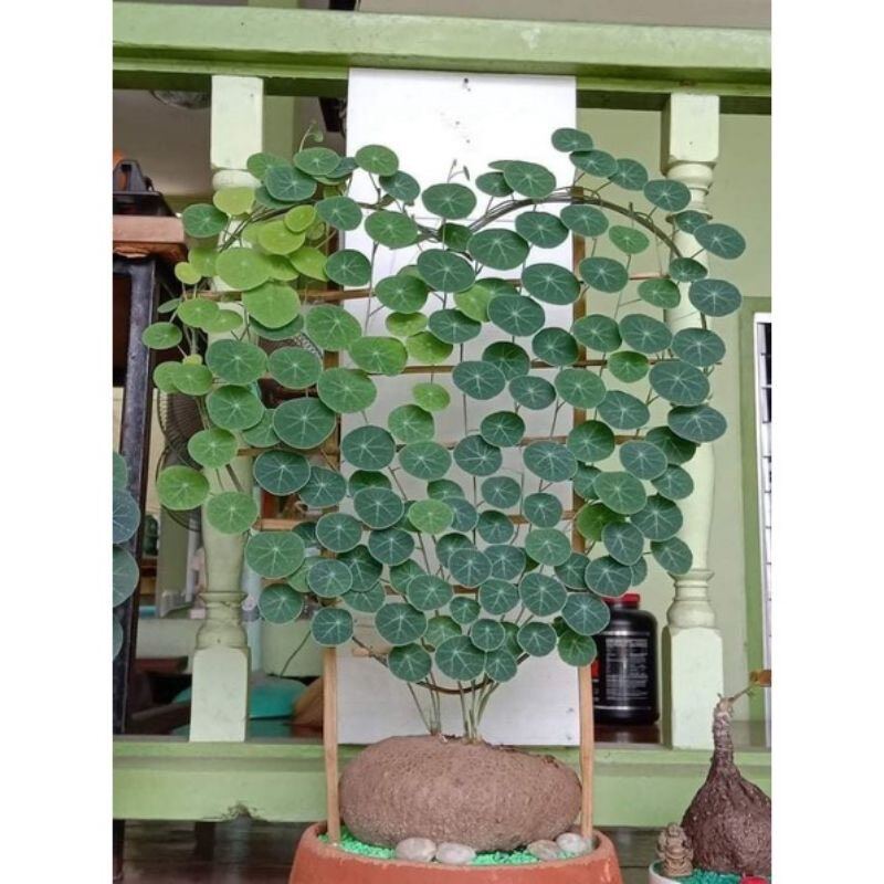 Củ bình vôi thái