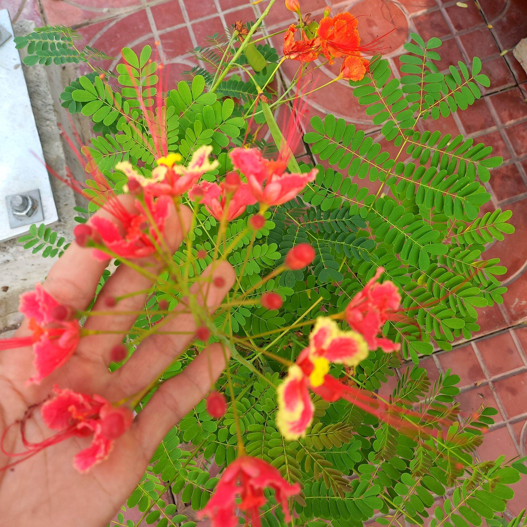 cây điệp cúng, hay cây kim phượng