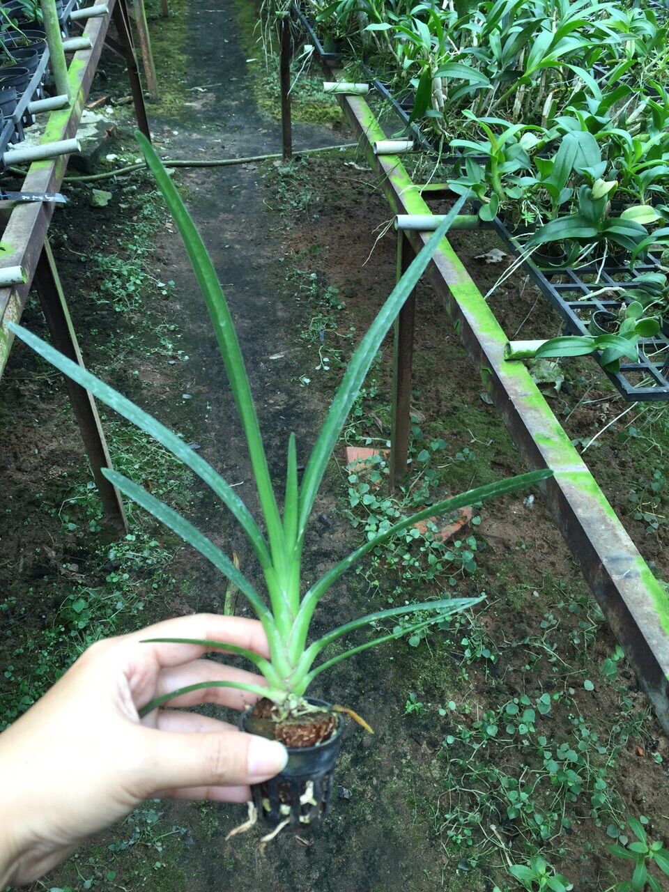Lan Kiếm Phan Trí - hàng gieo hạt (cây con)