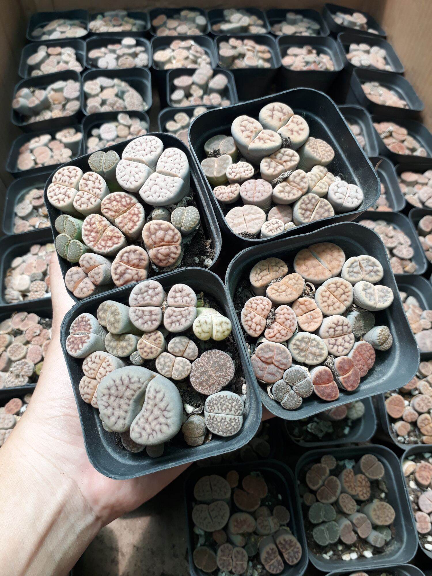 Sen Mông Đủ Màu Chậu Vuông 6.5cm (Sen Mông/Lithops/Thạch Lan)