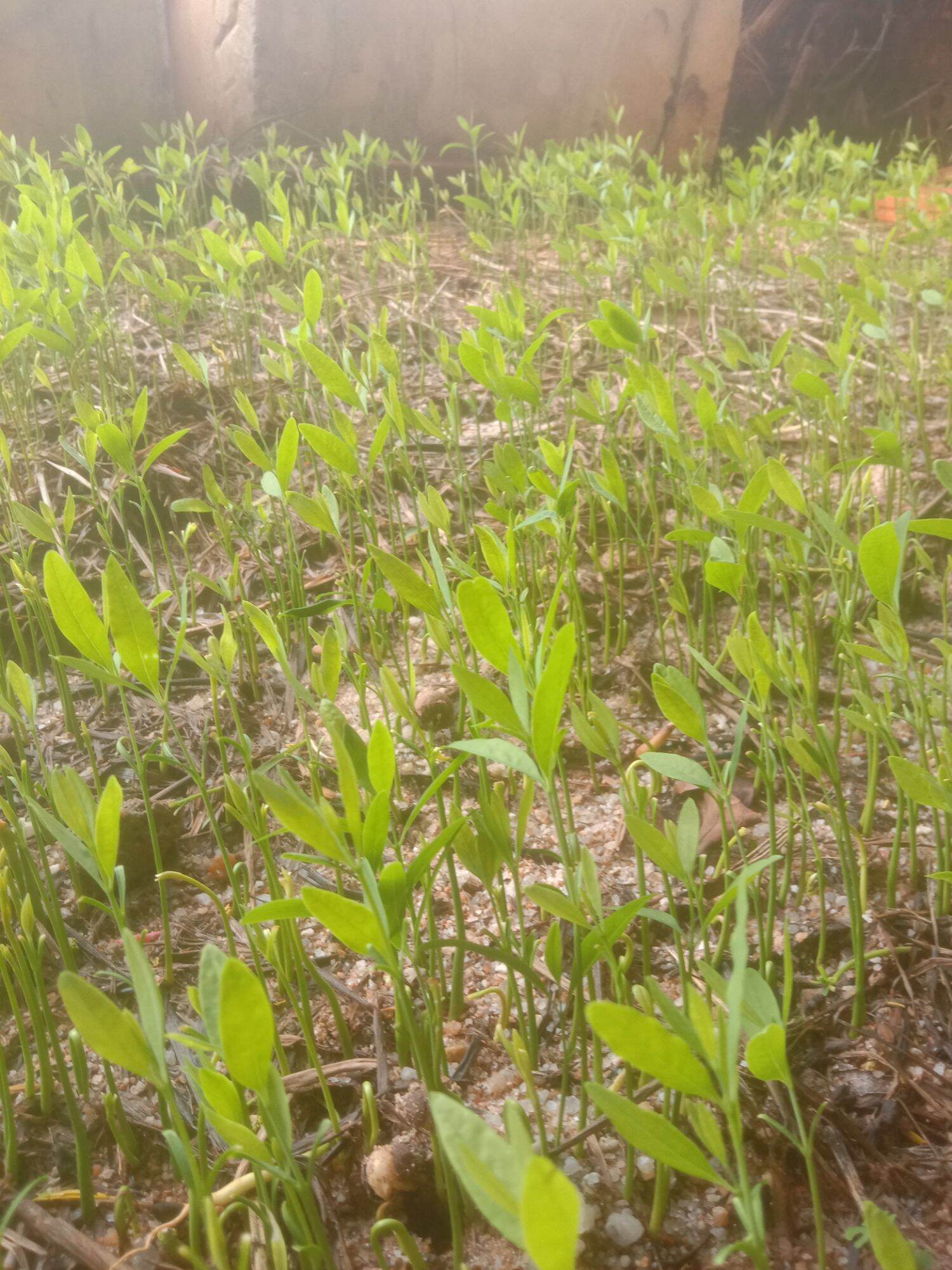 100 gram (600hạt) Hạt Giống Đàn Hương Trắng Ấn Độ