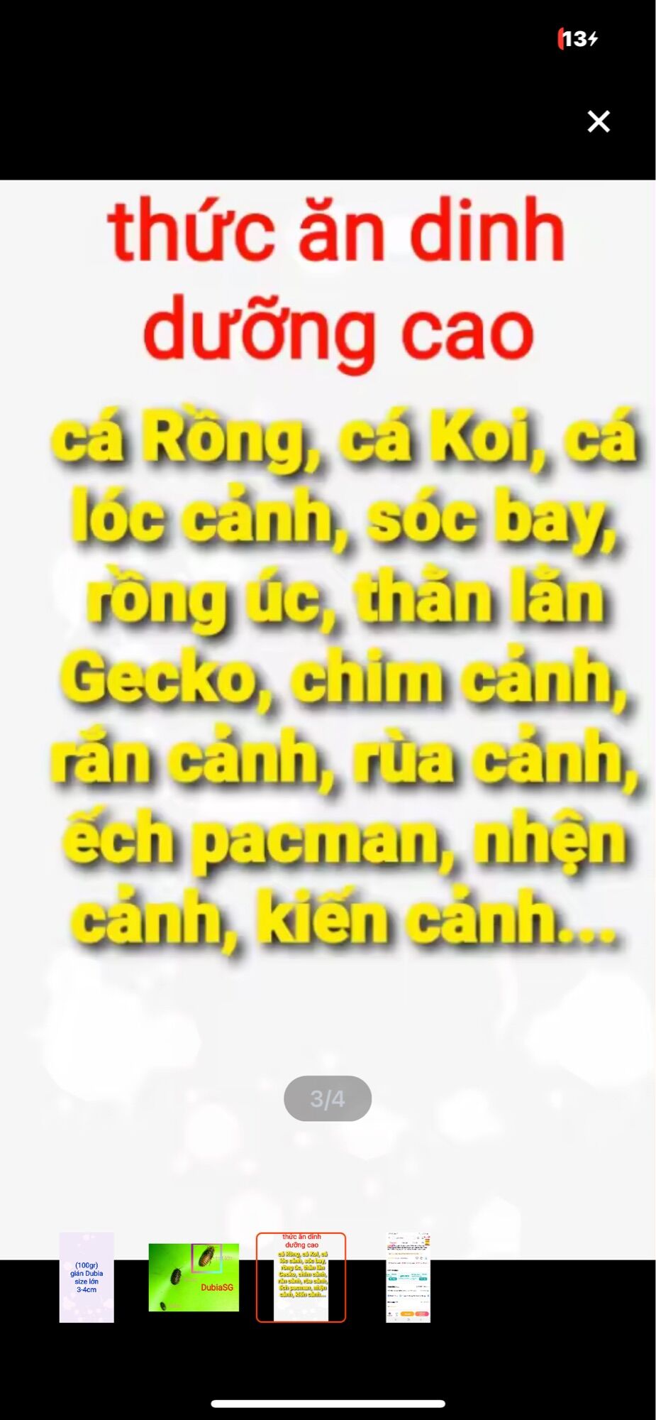 Gián Dubia size lớn 3-4cm. 100 gram