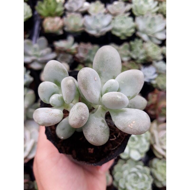Sen đá sỏi xanh size bầu 3-5 cm